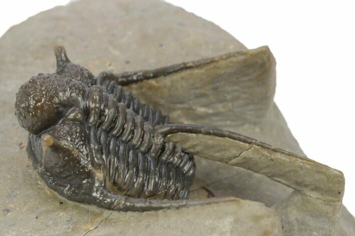 Spiny Cyphaspis Trilobite - Chocolate Brown Shell #248764